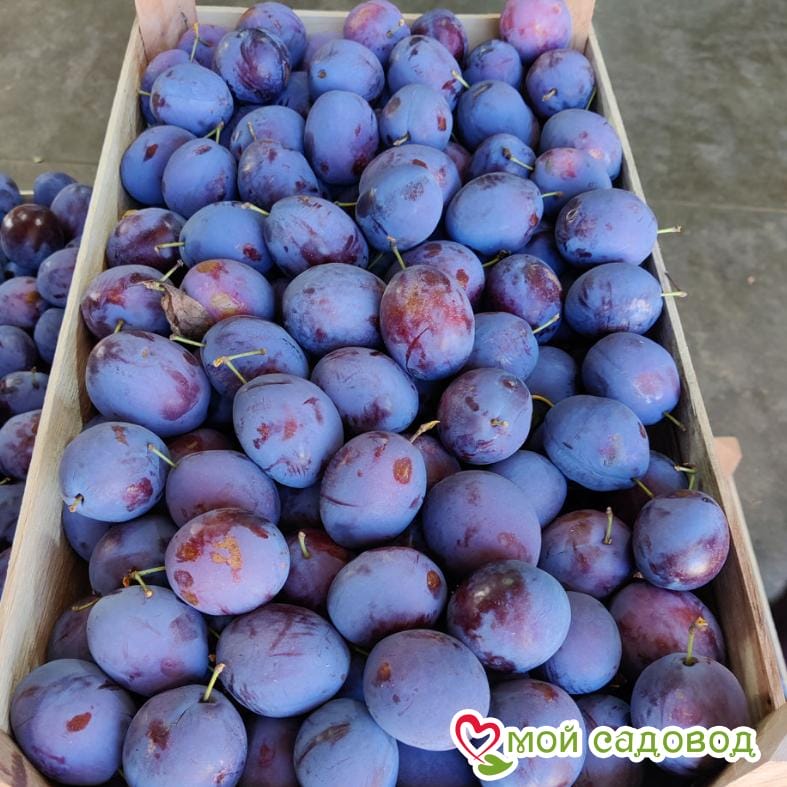 Слива Чачакская Найболия