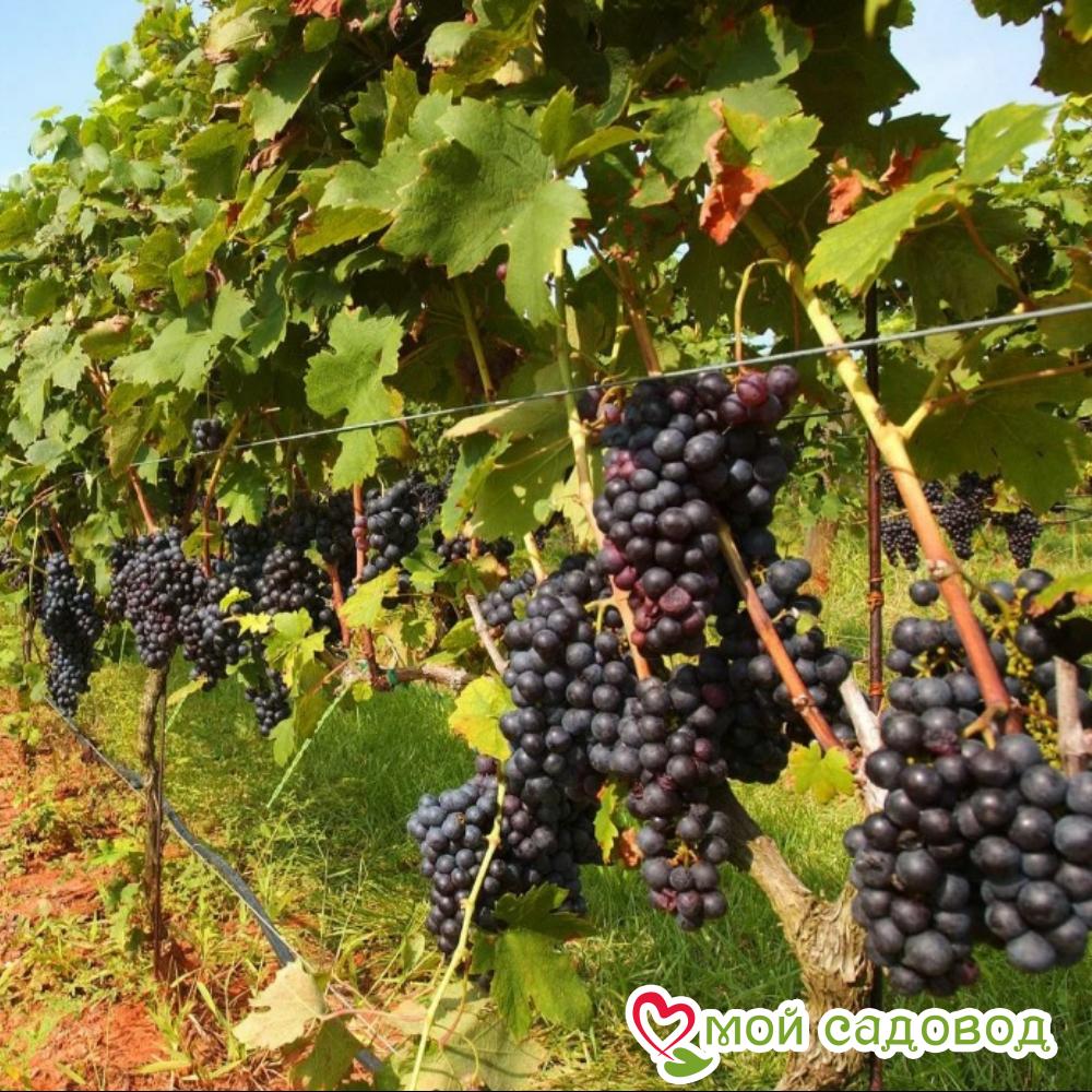 Виноград Гурзуфский розовый