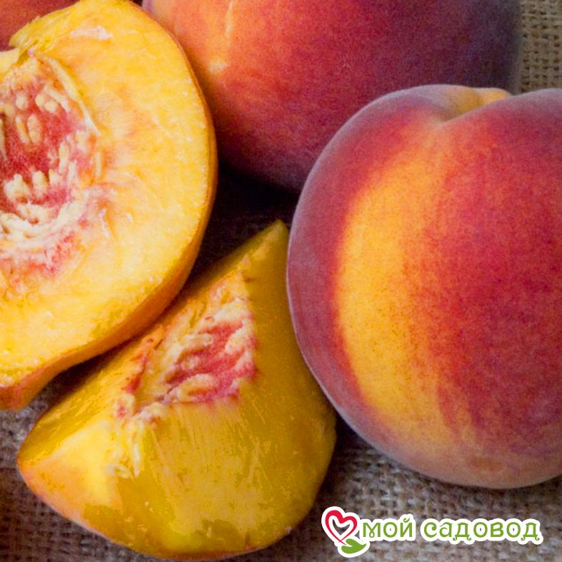 Персик Редхейвен
