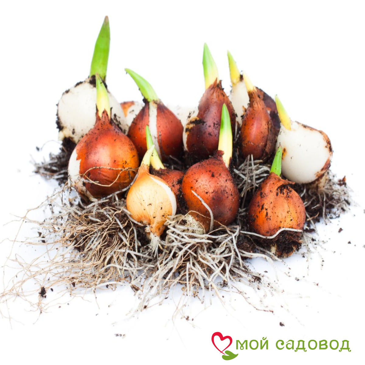 Тюльпан Люмьер