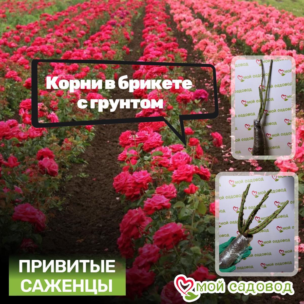 Роза чайно-гибридная Миднайт Фреш